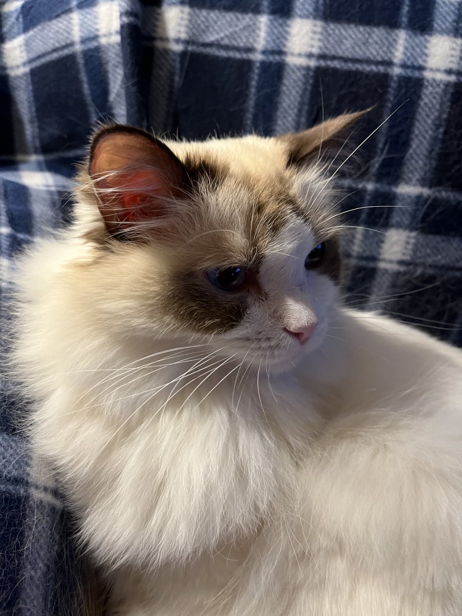 DaisyCatNine's tweet image. Don’t you think my whiskers look purrfect? After you admire them, let’s read together! #whiskerswednesday #amreading #amwriting 

amazon.com/My-Life-Helen-…