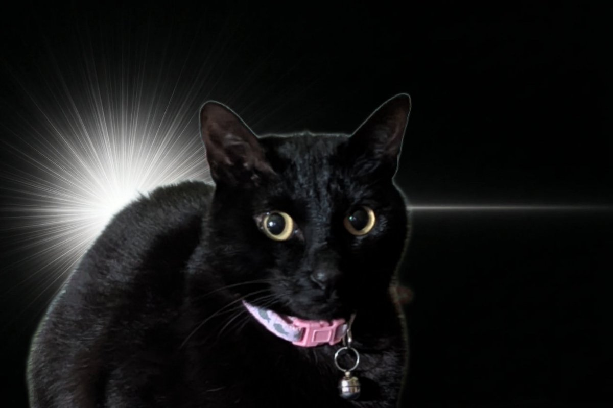 kouzuk's tweet photo. #InspirationCat https://t.co/nRtbkGyRsU