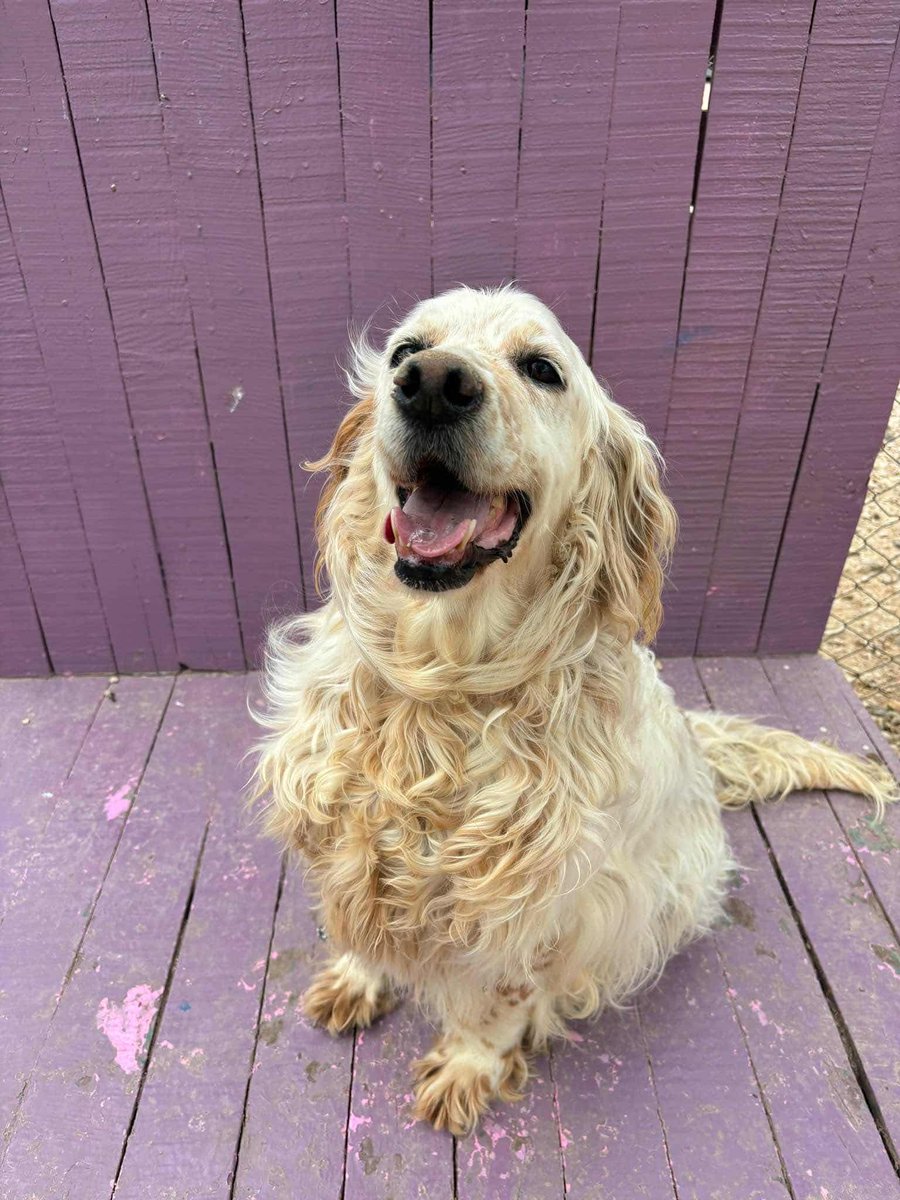 Hepad.hereve1pati 🐾🏡 tweet media