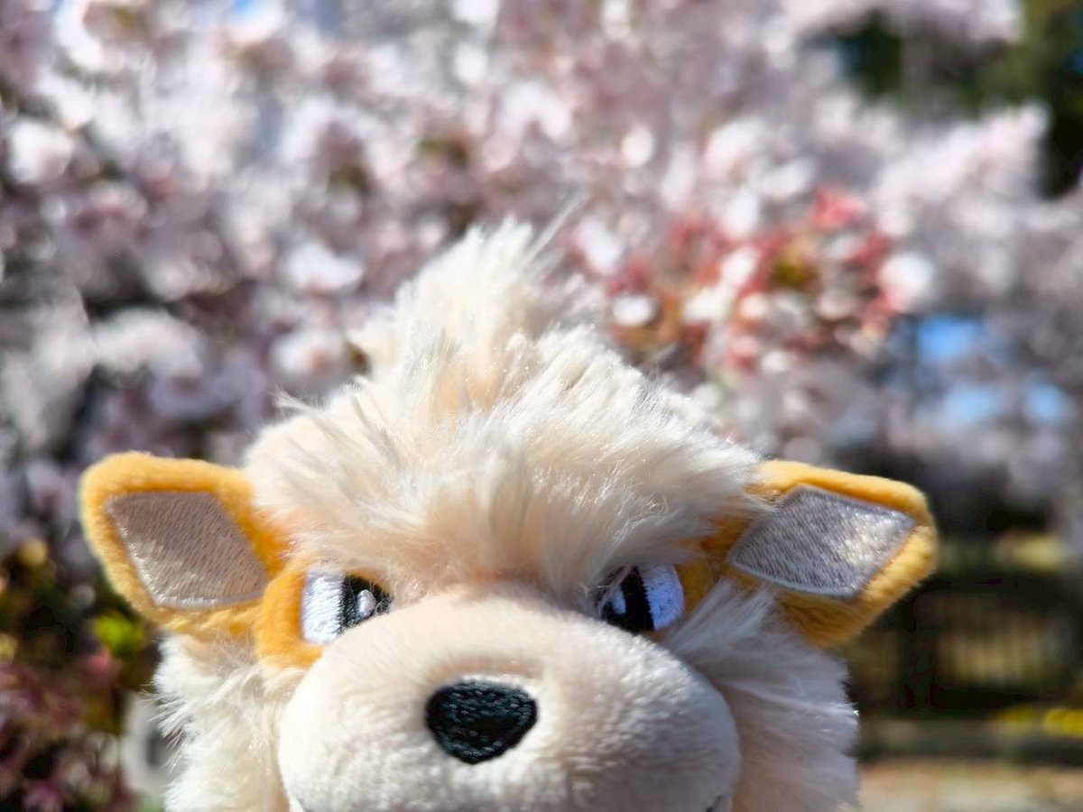 お茶🍵 tweet media