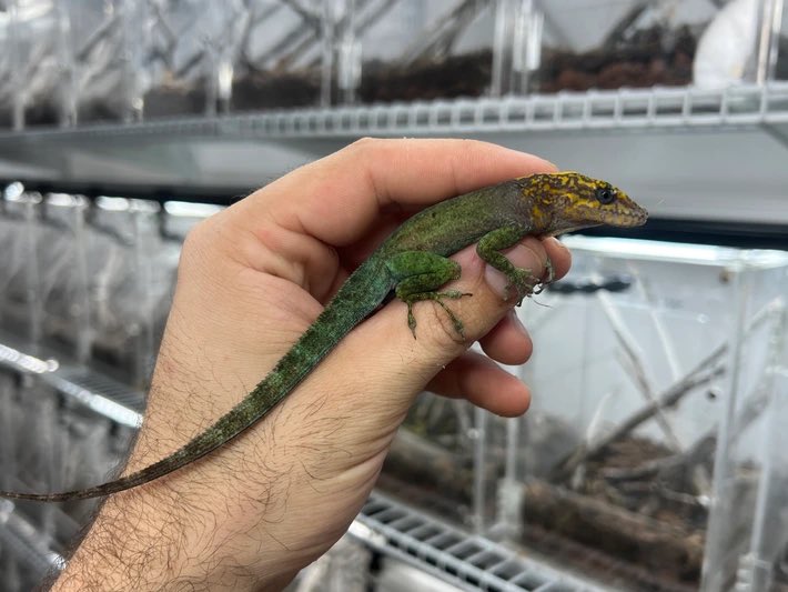 L’INSULAIRE 🎞️ tweet media