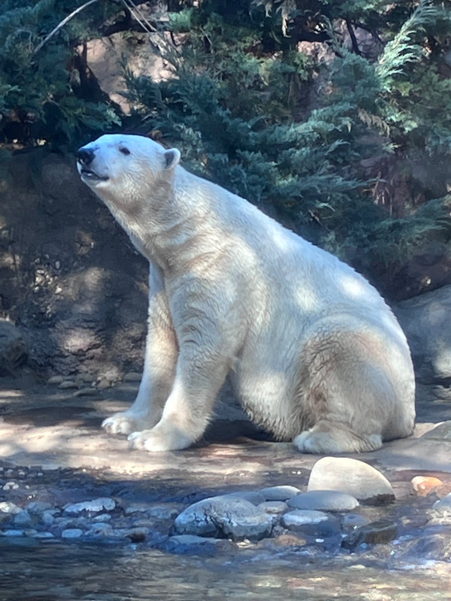 らりっくま tweet media