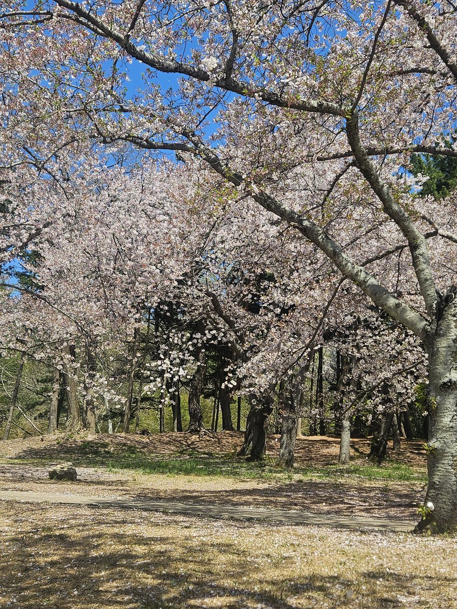 하얀토끼 tweet media