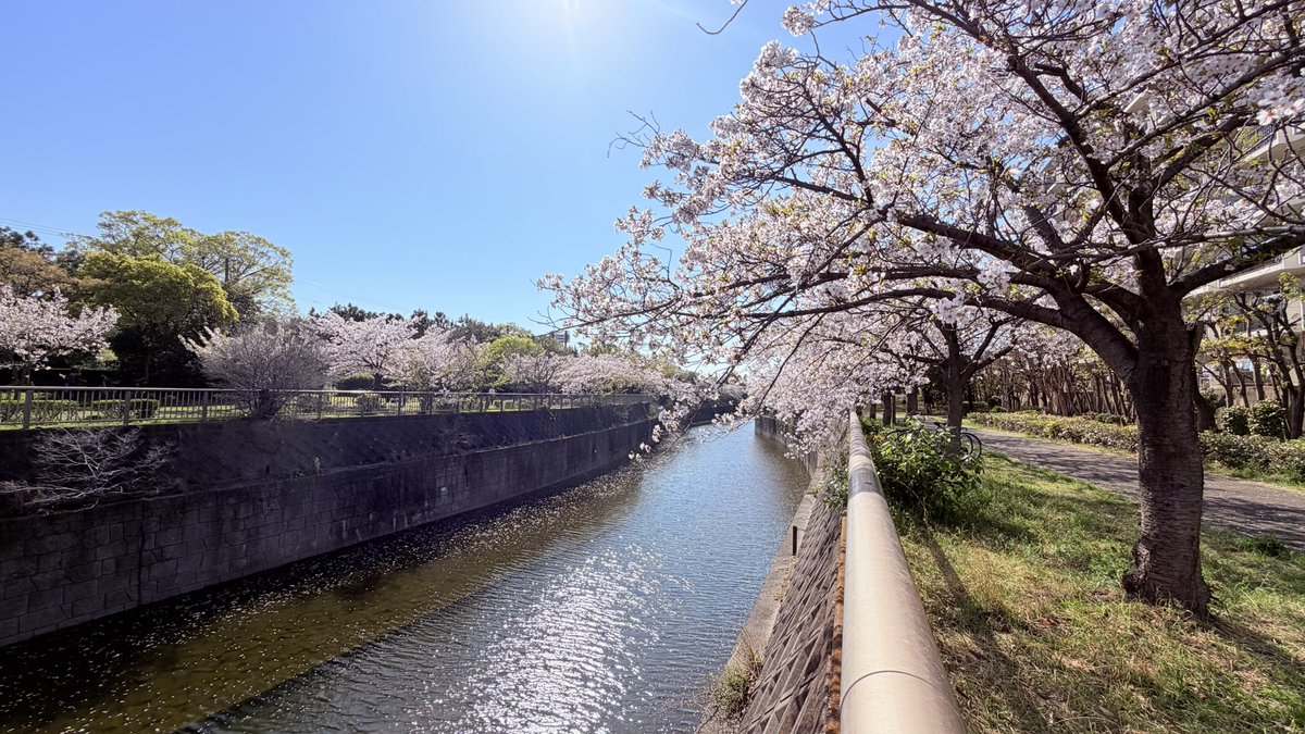 YKo0721's tweet photo. 絶��のお花見日和🌸

ぬい達をバッグに詰め込んで
自転車で近くの公園へ🚲

綺麗な桜を背景に撮影を
楽しんだ後は、お家でゆっくり
お団子タイム🍡😋

#お花見 #ぬい撮り #ぬい活 
#推し活
#有馬芳彦 さん #石部雄一 さん 
#関口裕也 さん https://t.co/UTvk4zqs7Z