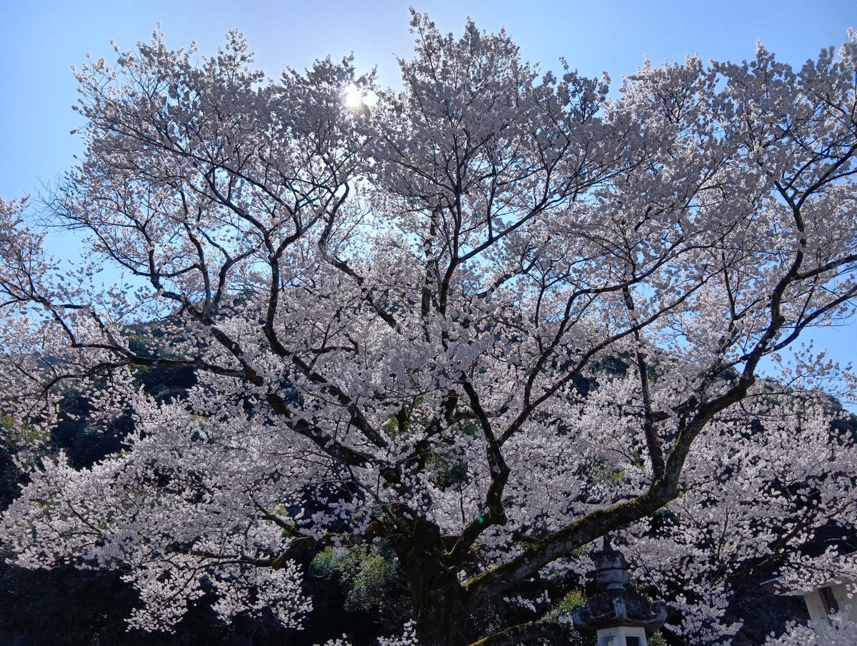 セツカ tweet media