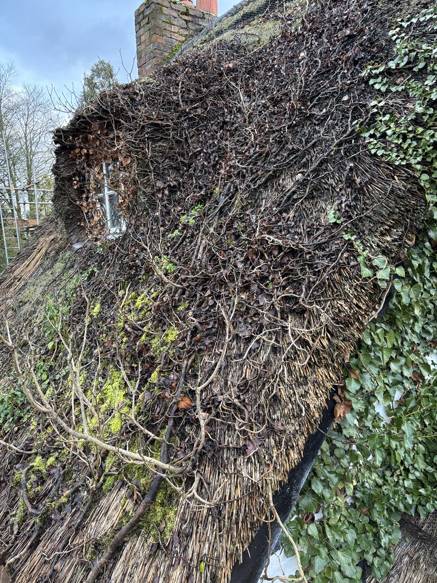 masterthatcher2's tweet image. Before and after photos of this window thatch in #Hale #Manchester. Removing the ivy etc was a job in itself. Pleasing to see the outcome, and for the new owners to see out of the window again! #Thatching.