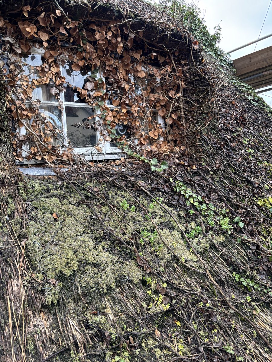 masterthatcher2's tweet image. Before and after photos of this window thatch in #Hale #Manchester. Removing the ivy etc was a job in itself. Pleasing to see the outcome, and for the new owners to see out of the window again! #Thatching.