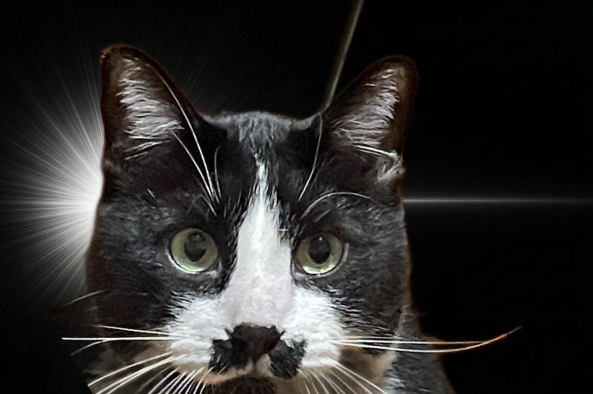 だでぃ tweet media