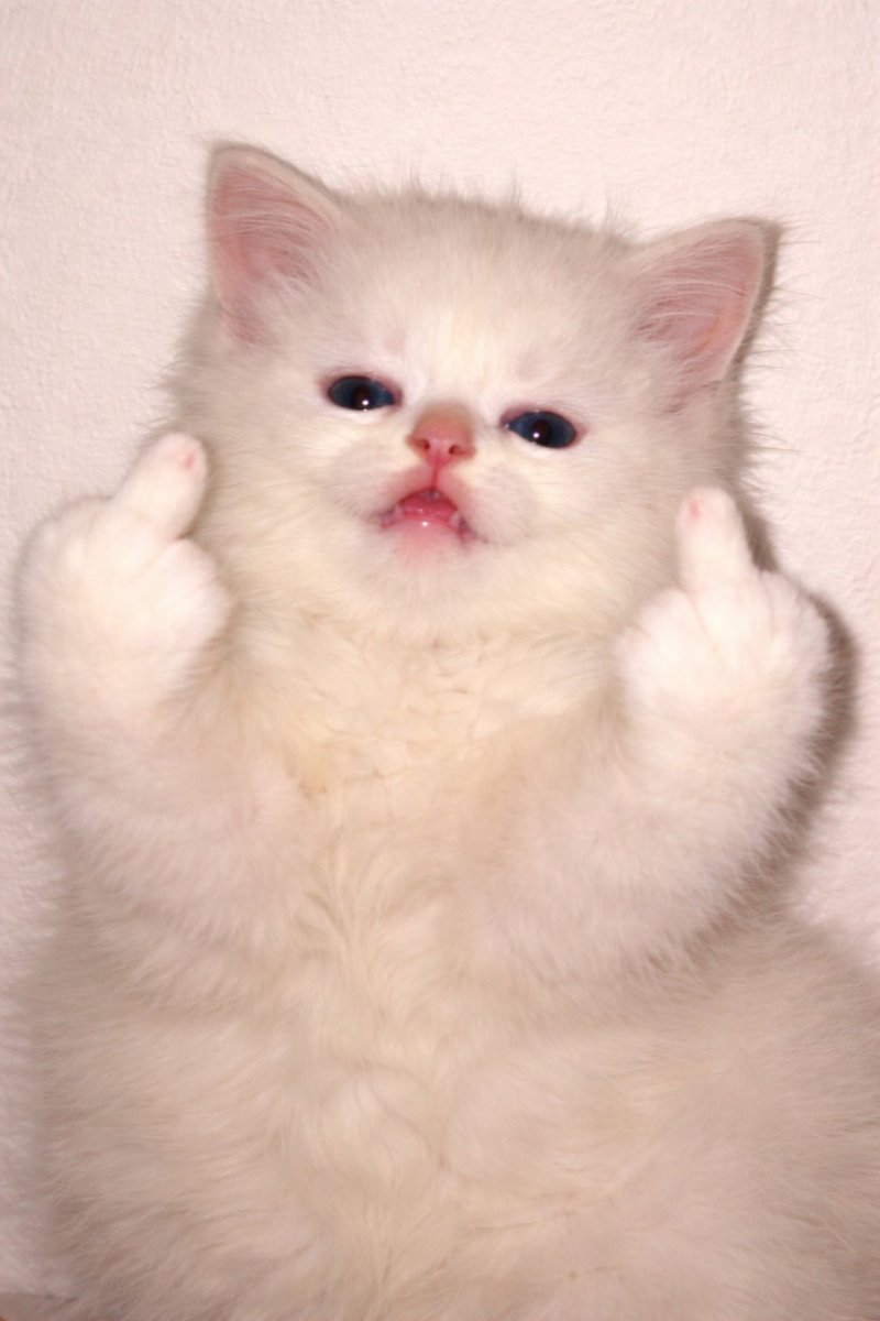 RATOMANOSEUCU tweet media