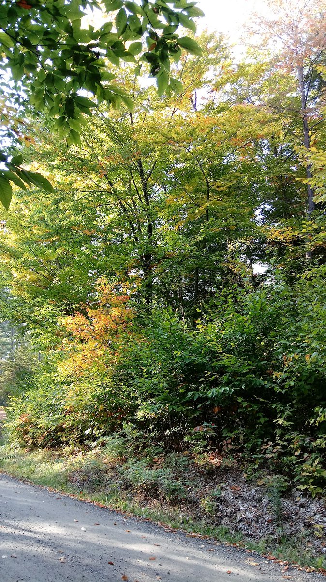 Random Public Park 🏞️ tweet media