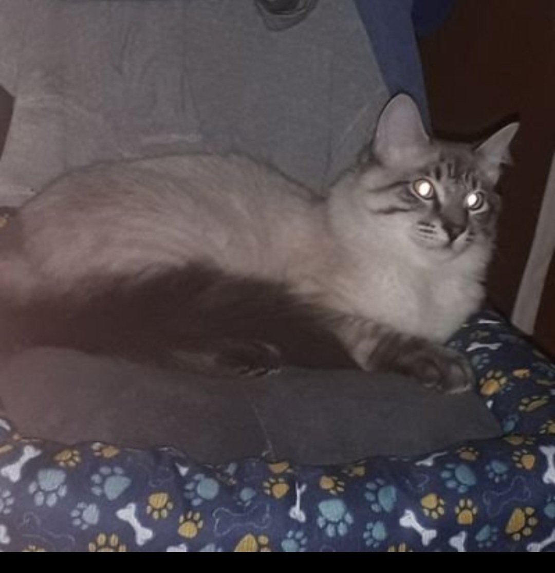 Harry d_mais tweet media