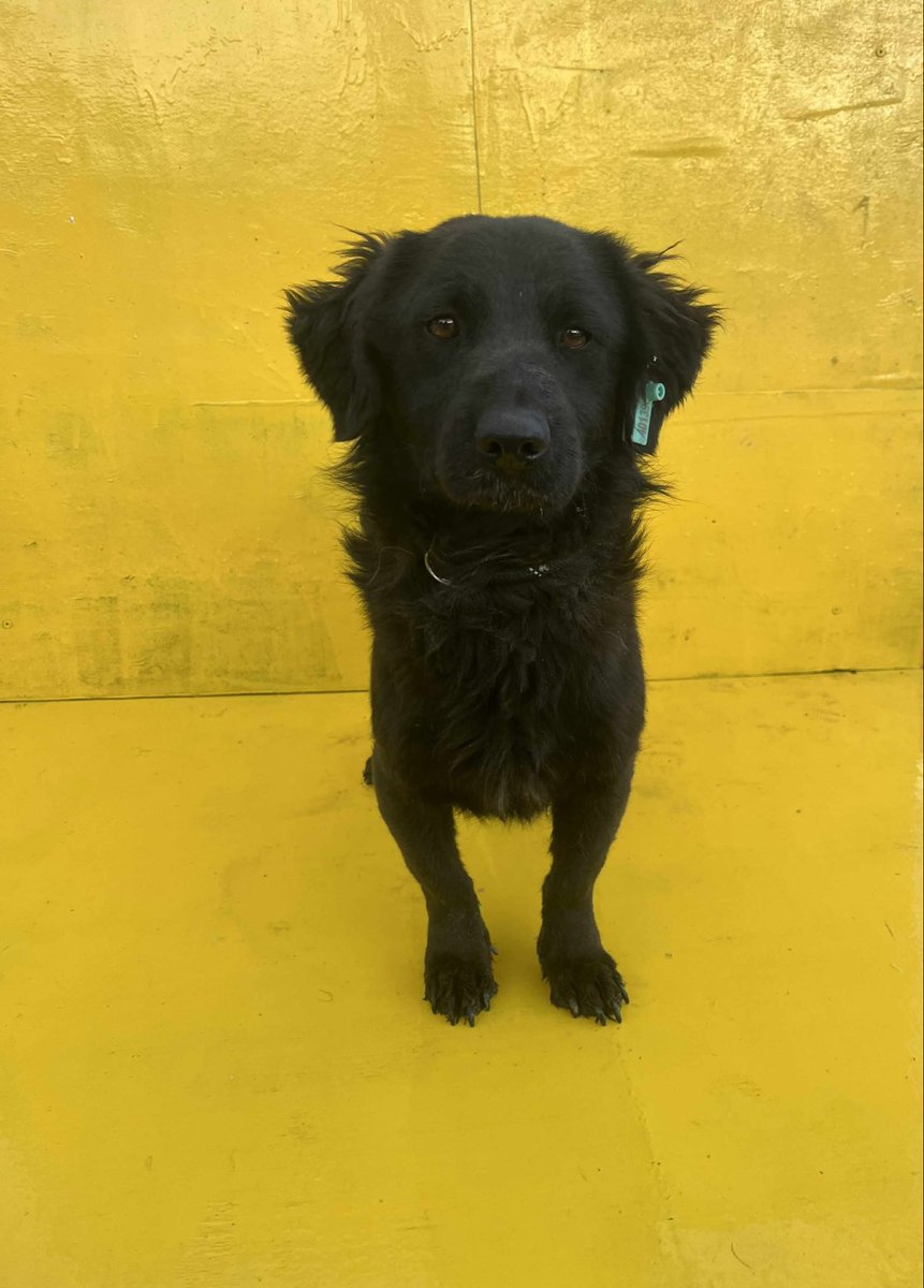 Hepad.hereve1pati 🐾🏡 tweet media