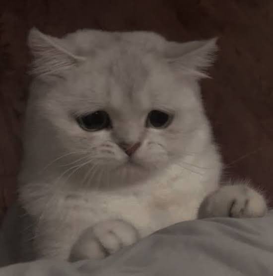 CeprIO, знову цивільний tweet media