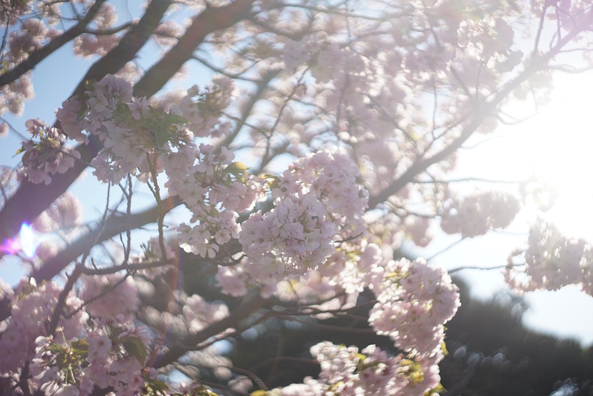 今日も
大船フラワーセンターに行って来ました(*^-^*)  

#花 
#大船フラワーセンター
α7RⅡ＋Helios44-2 
 (#オールドレンズ）  
#4月8日