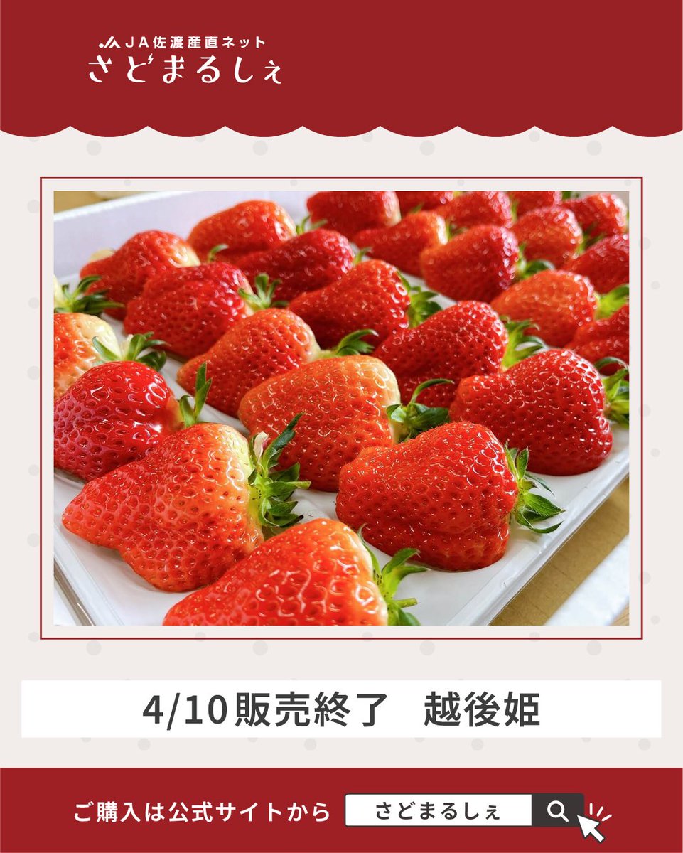sadomarche's tweet photo. 【まもなく販売終了！佐渡産いちご「越後姫」🍓】

ご好評いただいておりますこちら、
4月10日をもって今季の販売が終了となりす！
大粒でジューシー、濃い甘みが特長の越後姫✨
まだの方も、リピートの方も、
ぜひこの機会にお楽しみください😊

🔗ご購入はこちらから！ 
https://t.co/QP6vAIHMT0 https://t.co/SAhpRBhzdE