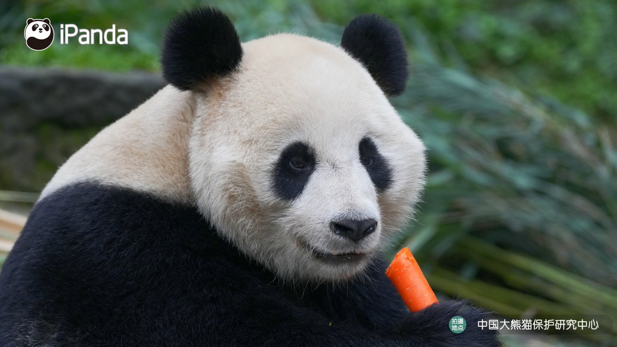 ipandacom's tweet image. This panda’s expression is me as a kid, mid-snack, suddenly realizing someone’s watching. (You You)  

#PandaPic #CCRCGP #PandaLife   

For more panda information, please check out: en.ipanda.com