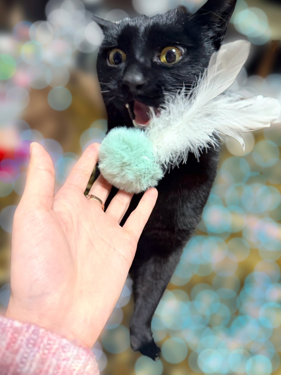 大好きなおもちゃを新調してあげたら大歓喜！！！！！