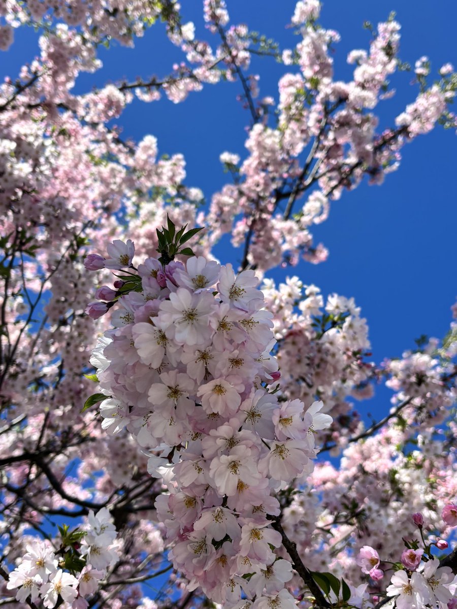 mia2525mimi's tweet photo. 今日の青空💙

嬉しかったなぁ𓈒𓏸𓈒꙳𓂃 

お疲れさ��でした

(✳︎´∨︎`✳︎).°。

#TLを花でいっぱいにしよう 
#桜日和 https://t.co/lwhd8fKNDY