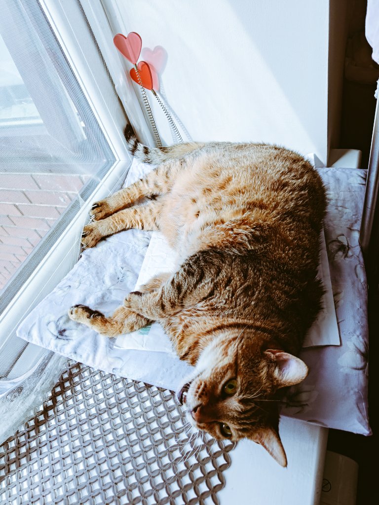 水橋みちこ~諦めなければ、夢はかなう(◍•ᴗ•◍) ~~ tweet media