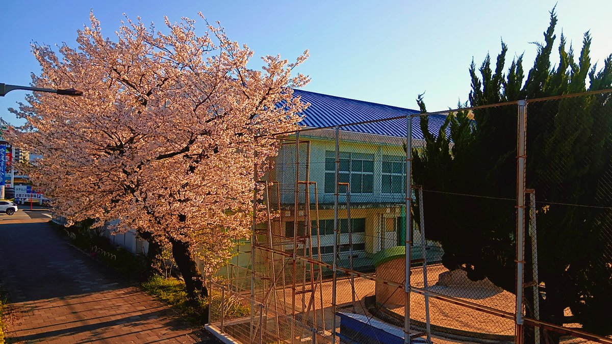 よ~しくん 🍊💁♂️🐟 main tweet media