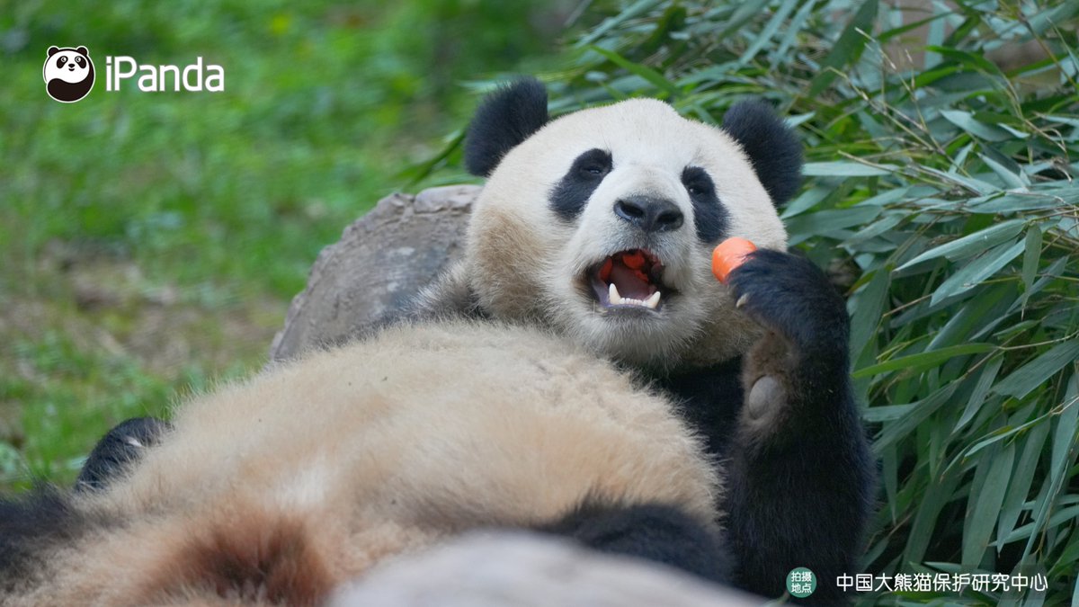 ipandacom's tweet image. For Qing Ling: Delicious carrot + A foot stretch = Pure happiness  

#PandaPic #CCRCGP #PandaLife   

For more panda information, please check out: en.ipanda.com