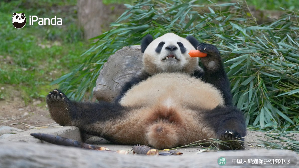 ipandacom's tweet image. For Qing Ling: Delicious carrot + A foot stretch = Pure happiness  

#PandaPic #CCRCGP #PandaLife   

For more panda information, please check out: en.ipanda.com