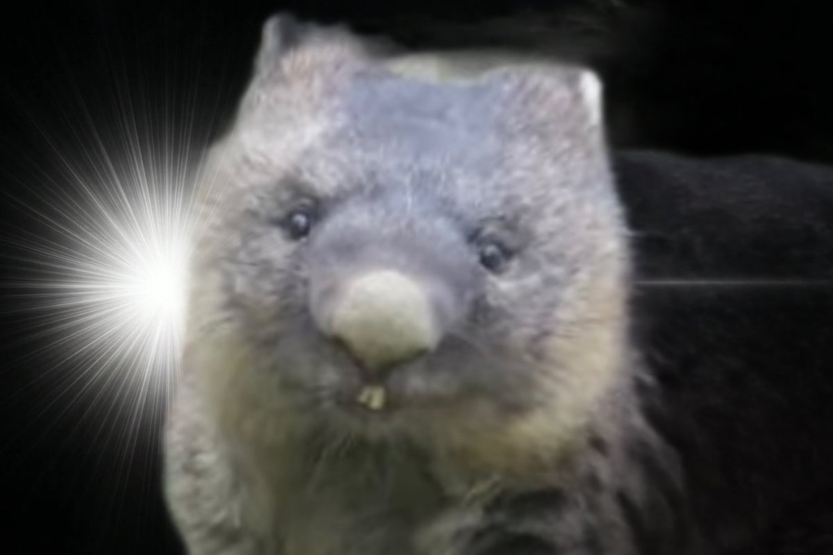 きの子🍄🐸🪼 tweet media