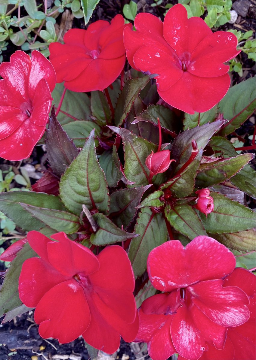 Jean Marie Carey tweet media