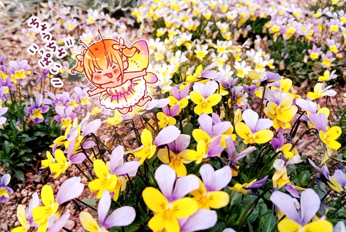 チョウチョがいっぱい* #チビギャル中村さん