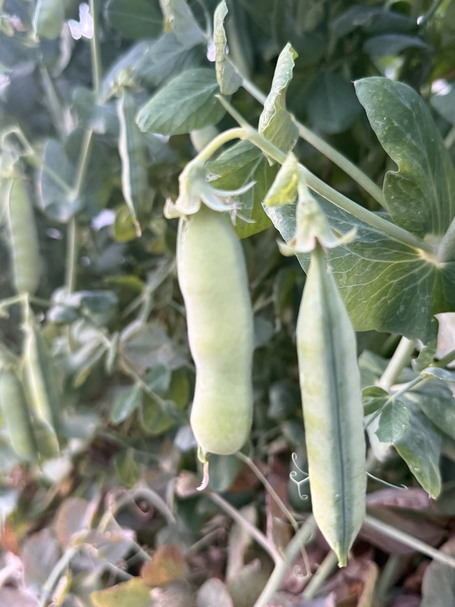 ぽむらん tweet media