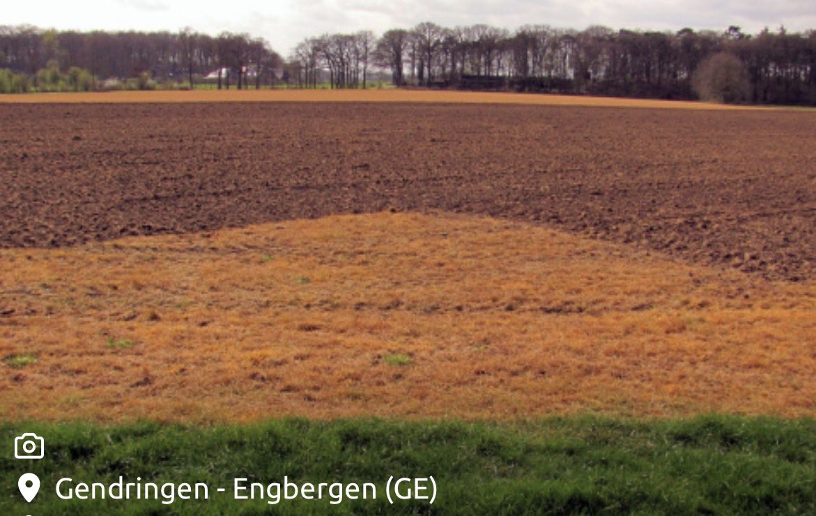 Speelman tweet media