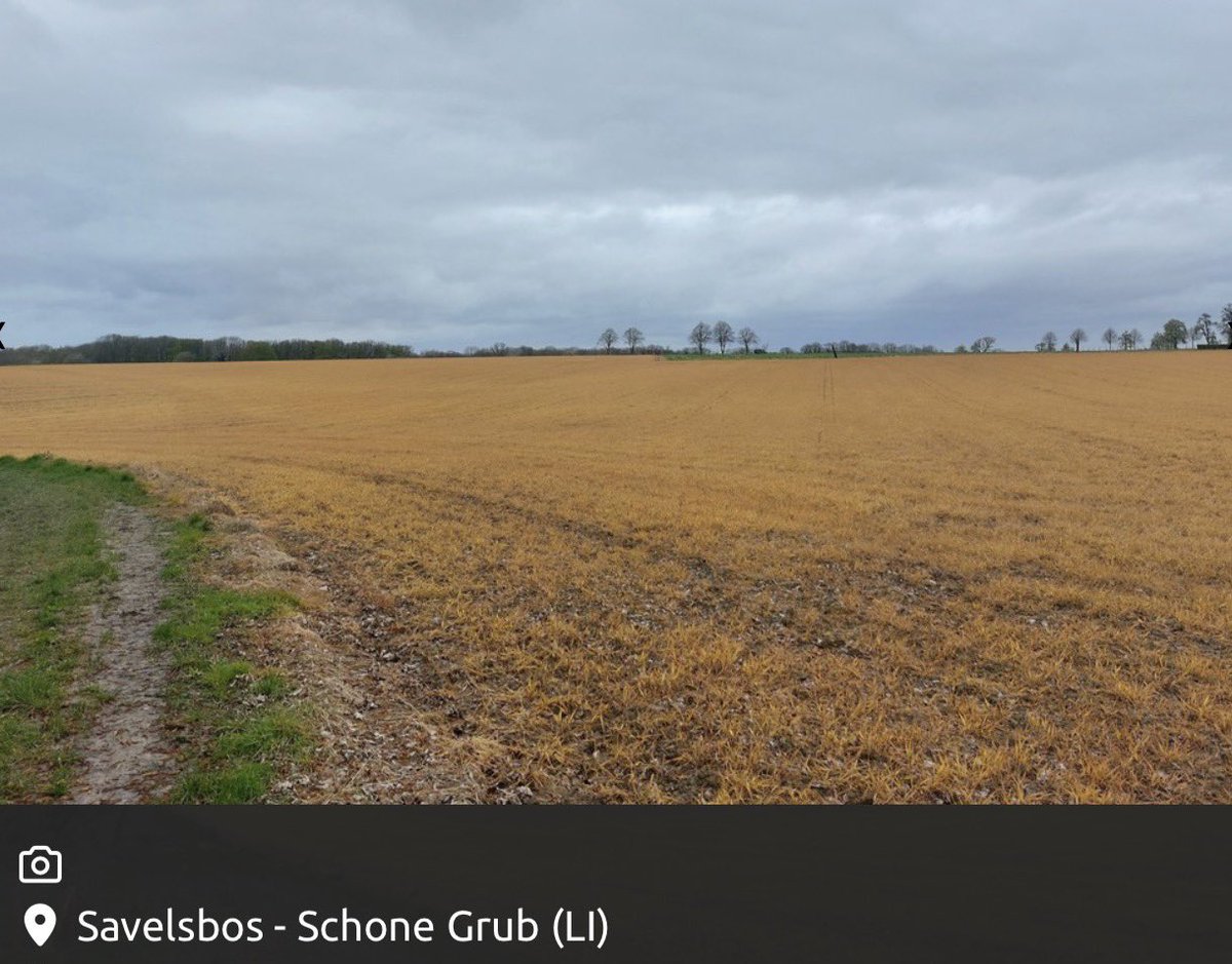 Speelman tweet media