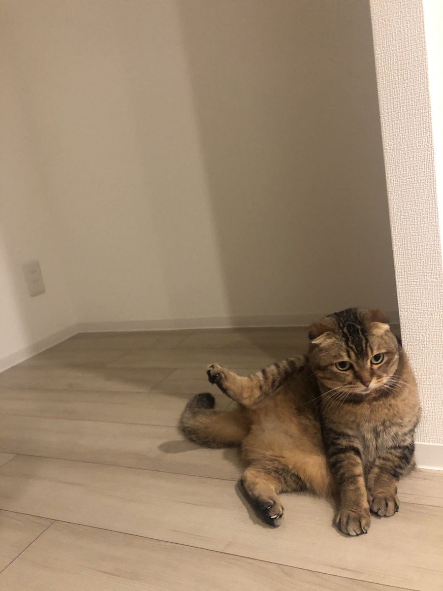 こにちき、 tweet media