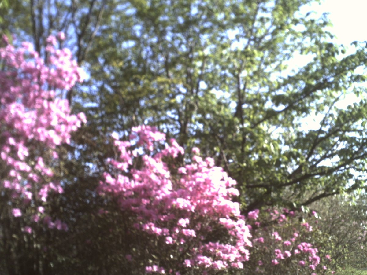 今日も
 大船フラワーセンターに行きました(*^-^*) 
やっぱりトイデジ撮るの難しい（汗  

#花 
#大船フラワーセンター
サンアンドクラウド 
#トイデジ 
#4月8日