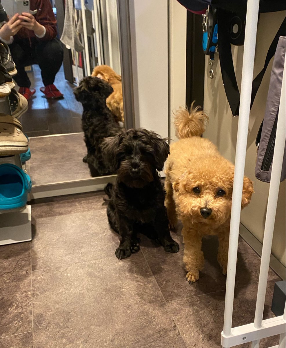 お菓子🍪を頂いたので

「オヤツ頂いたから持って帰るよ」と旦那に連絡したら、
「人間の？🐶の？」

って返って来た。

その発想なかったわ🤣
美味しくいただきます。ありがとうございました。

↓いいから撮ってないで早く入らせてよというアンずん