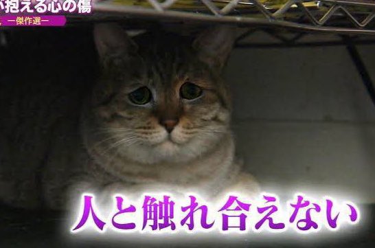 しらゆき tweet media