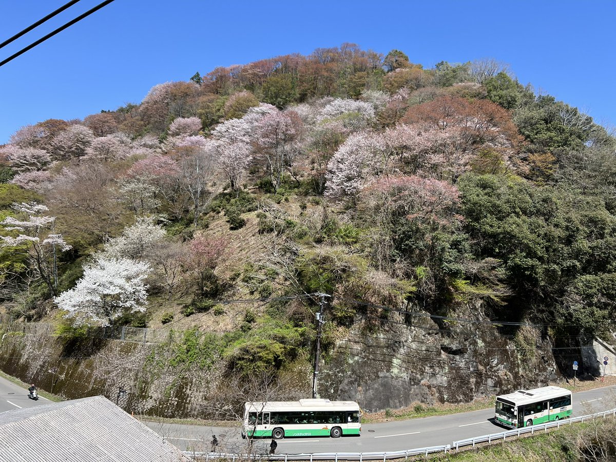 muzzlin's tweet photo. 帰りは下千本からロープウェイ乗って、そっから電車と徒歩30分かけて藤原宮跡行きましたわ
菜の花キレイだったけど徒歩30分はきついわァ https://t.co/jX8I84xgOg