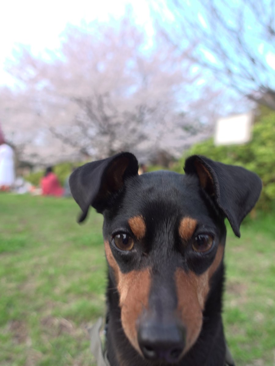 forestinheaven's tweet photo. 2026.03.29

イチゴと缶ワインを持って
井の頭公園で花見

天・晨もイチゴを味わいました
良く晴れた日

来年もお花見しようね

#miniaturepinscher #minipin #minpin #ミニピン #ミニチュアピンシャー #小鹿犬 #迷你品 #時差投稿 #ワンコと一緒 https://t.co/o0YNVESwJK