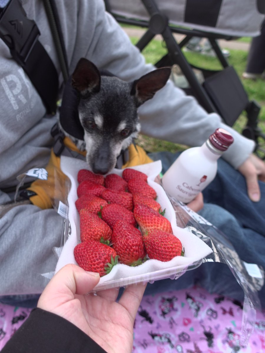 forestinheaven's tweet photo. 2026.03.29

イチゴと缶ワインを持って
井の頭公園で花見

天・晨もイチゴを味わいました
良く晴れた日

来年もお花見しようね

#miniaturepinscher #minipin #minpin #ミニピン #ミニチュアピンシャー #小鹿犬 #迷你品 #時差投稿 #ワンコと一緒 https://t.co/o0YNVESwJK