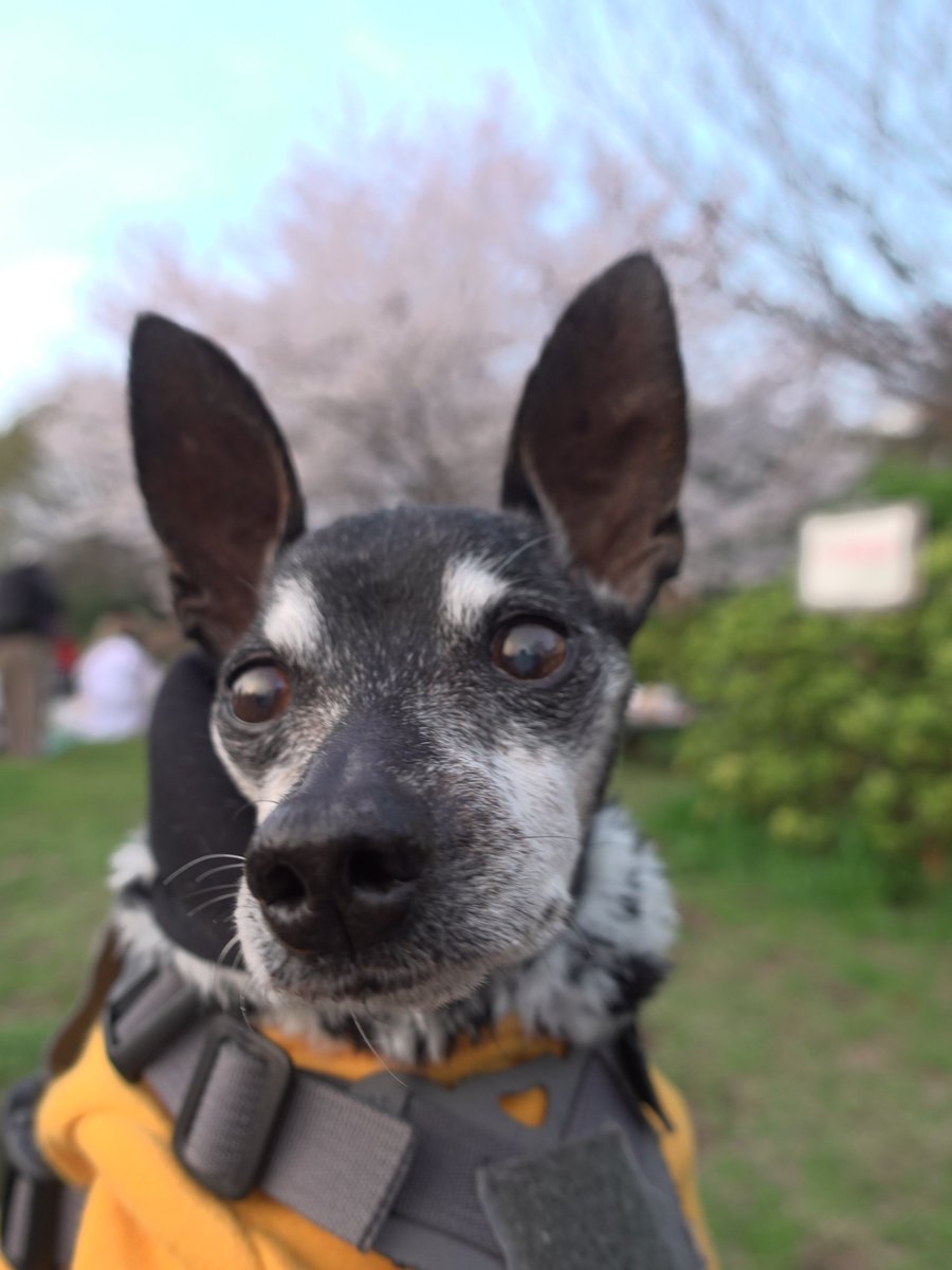 forestinheaven's tweet photo. 2026.03.29

イチゴと缶ワインを持って
井の頭公園で花見

天・晨もイチゴを味わいました
良く晴れた日

来年もお花見しようね

#miniaturepinscher #minipin #minpin #ミニピン #ミニチュアピンシャー #小鹿犬 #迷你品 #時差投稿 #ワンコと一緒 https://t.co/o0YNVESwJK