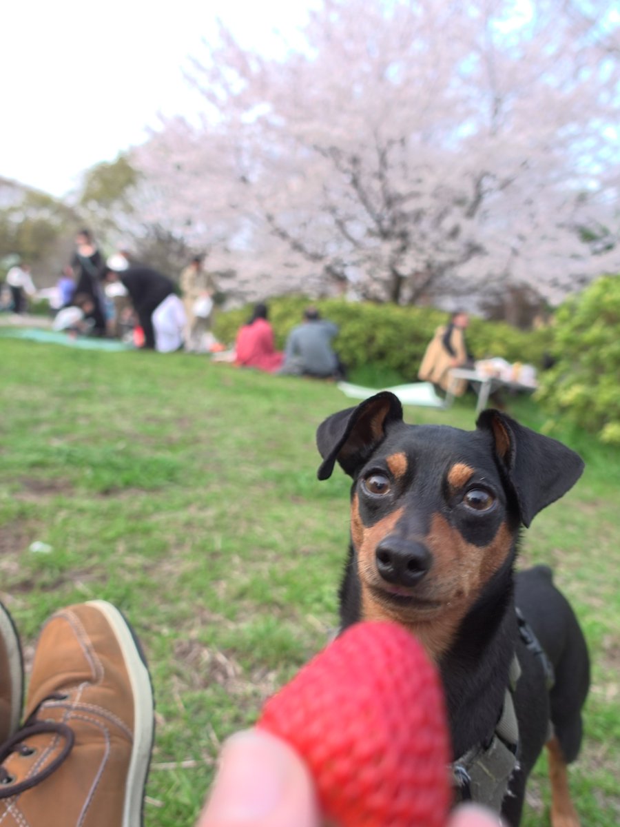 forestinheaven's tweet photo. 2026.03.29

イチゴと缶ワインを持って
井の頭公園で花見

天・晨もイチゴを味わいました
良く晴れた日

来年もお花見しようね

#miniaturepinscher #minipin #minpin #ミニピン #ミニチュアピンシャー #小鹿犬 #迷你品 #時差投稿 #ワンコと一緒 https://t.co/o0YNVESwJK