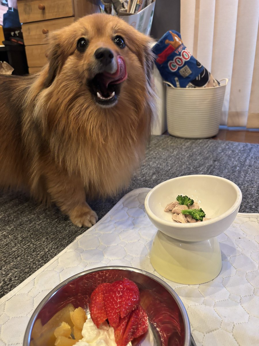 __COUD__'s tweet photo. お誕生日犬 https://t.co/BULJKWV7sK