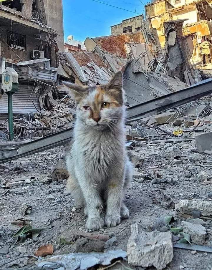 Who cares? I do. And caring about animals doesn’t mean caring less about people
In war, innocent kids and animals who know nothing become victims of human conflict.

And caring about cats doesn’t mean I care less about Asians. Stop the false choice 🌹🕊️