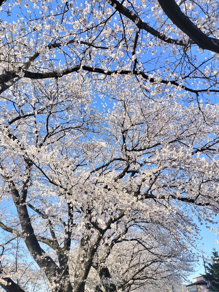 katsushos's tweet photo. 一目千本桜🌸見てきたよ🌸
船岡大橋の下の駐車場に看板見ずに入ったら1000円だったので〜Uタウンさせて貰った（笑）数年前は、無料だったよね😳🤣🤣🤣✨大河原も見て来たよ〜🌸🌸🌸
＃一目千本桜　＃柴田町
#大河原町 https://t.co/cYbA0PgDVE