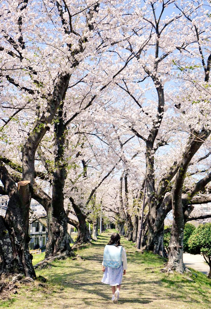 Dr.ちゅーやん tweet media