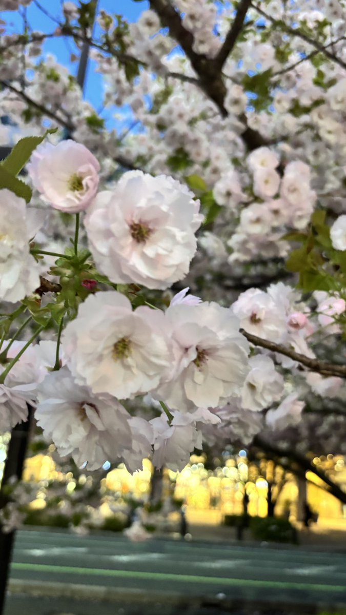 ササキオーモリ tweet media