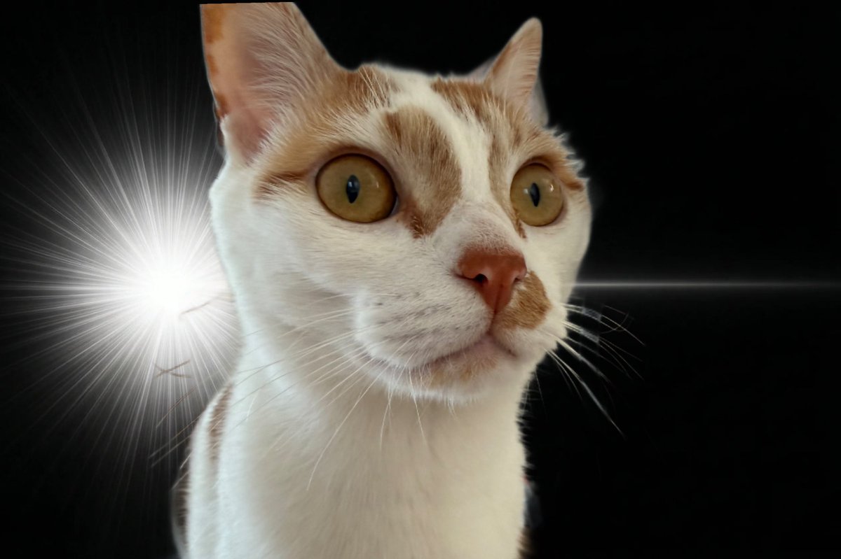 ねこほうママ tweet media