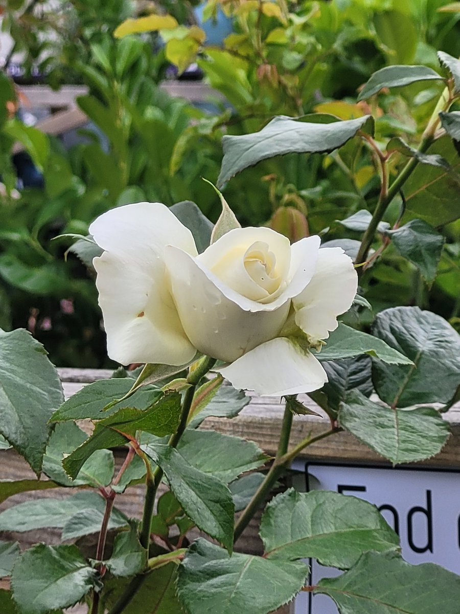 DebsHol50's tweet photo. #roseonwednesday a single white Rose. https://t.co/rVu2jx8t5v
