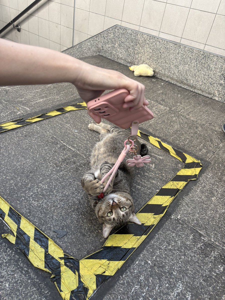 ⛥⛥melody tweet media