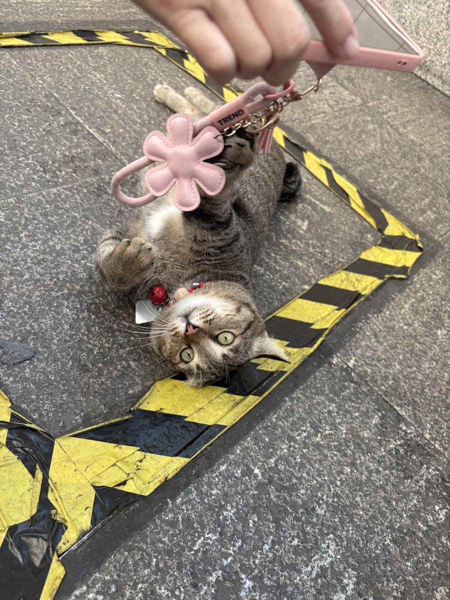 ⛥⛥melody tweet media